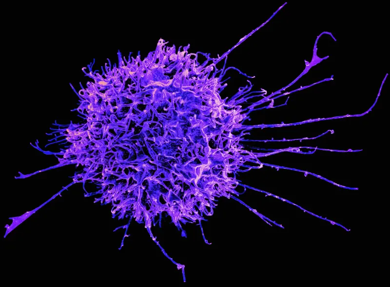cellule