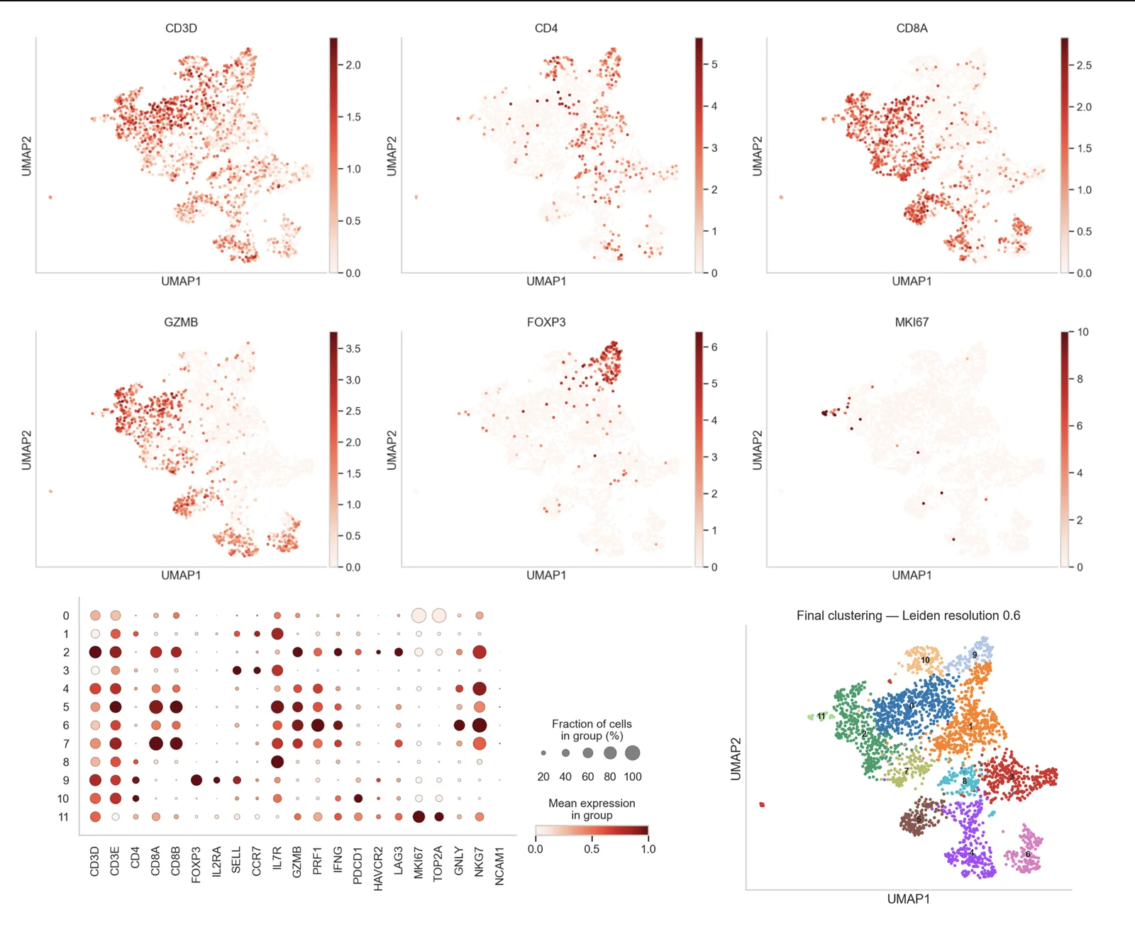 Cell type annotation: marker gene dotplot and UMAP coloured by annotated cell type